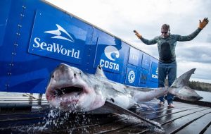 CHARLOTTE, N.C.—Great white sharks are known for racing past the