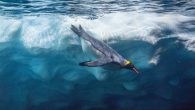 In this edition of Ask a Marine Biologist, Dr. David Shiffman compares the experience of human divers to that of our feathered friends. Question: How do seabirds dive so far underwater? Do they have to equalize like humans do?”—Sioned S., […]