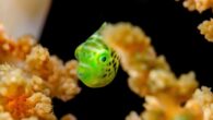 In Humans, “Play” Is Essential to the Developing Mind—what About in Fish? By Tiffany Duong New scientific evidence suggests that fish like to play in the same way that puppies, humans and other species do. Further studies are needed to […]
