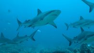 Around three million sharks are already killed every year for squalene, conservationists say Half a million sharks could be killed for their natural oil to produce coronavirus vaccines, according to conservationists. One ingredient used in some COVID-19 vaccine candidates is […]