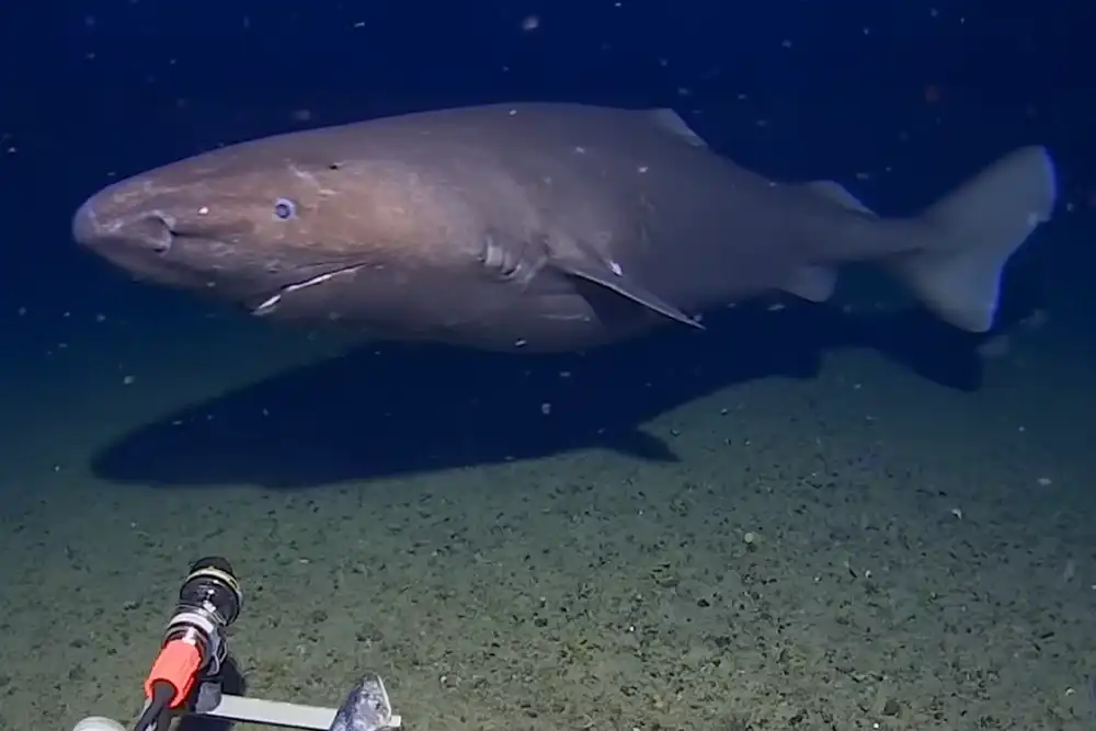 First ever recording of shark in Antarctic waters By DIVE Staff Researchers from the Minderoo-UWA Deep-Sea Research Centre