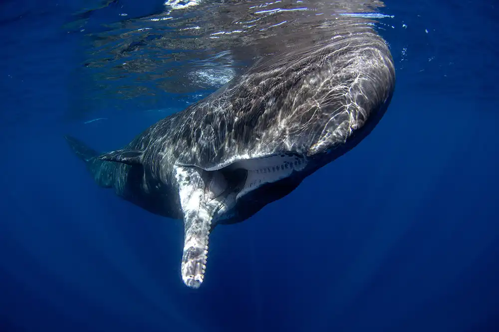 Ten fascinating facts about sperm whales Sperm whales are one of the largest creatures on the