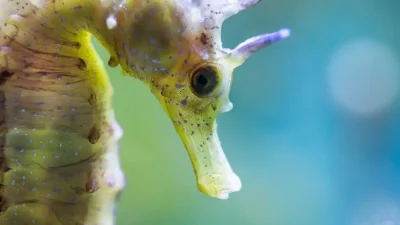 The Marine Management Organisation (MMO) has issued a statement directed