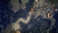 By Nikk Ogasa Sea sponges don’t move, or so many scientists believed. But researchers report today in Current Biology that deep in the Arctic Sea sponges do creep, and they sacrifice pieces of their own bodies to do so. During […]