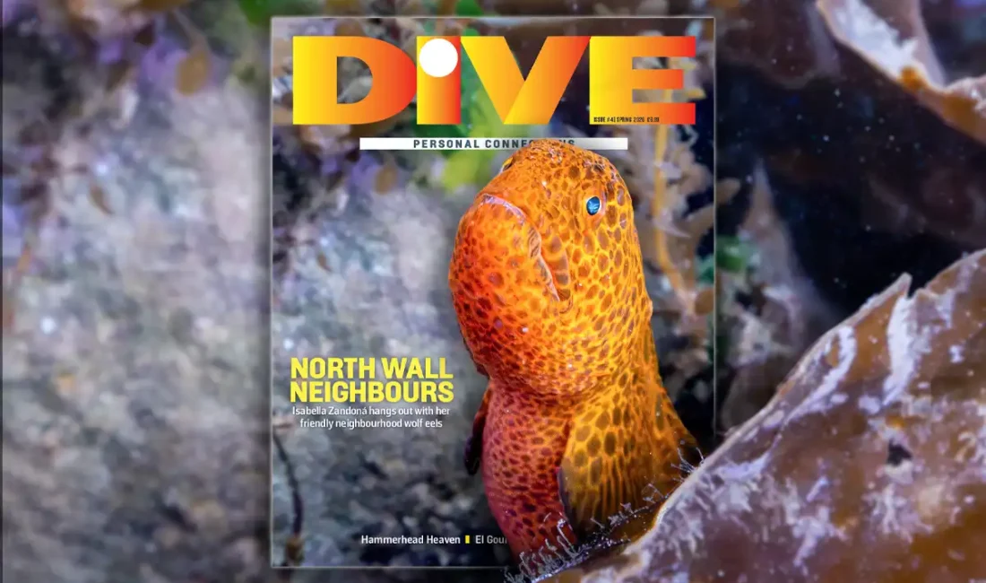 Issue # 41: Personal Connections DIVE’s Spring ’26 magazine is
