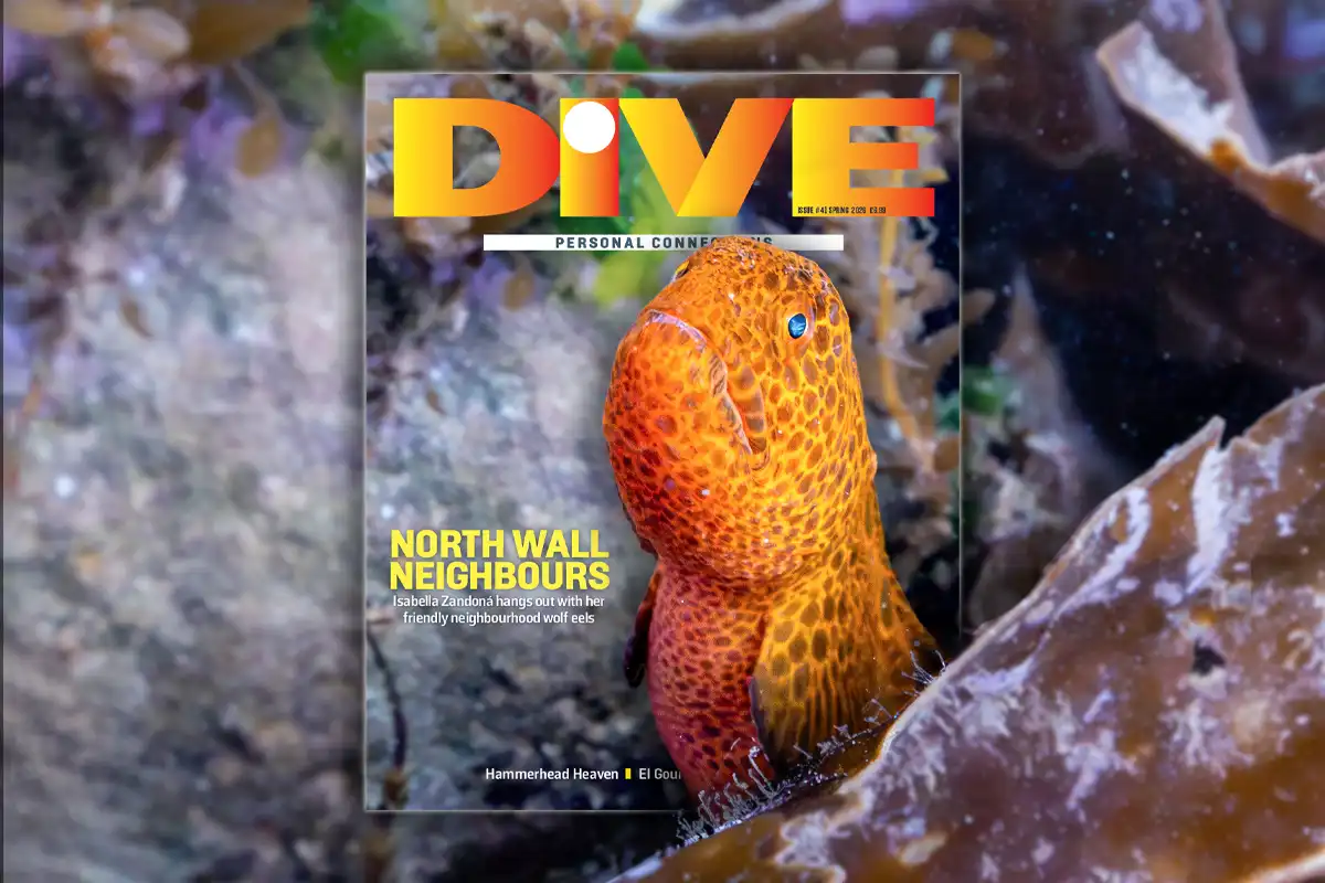 Order now! DIVE Spring 2026 print issue preview Issue # 41: Personal Connections DIVE’s Spring ’26 magazine is
