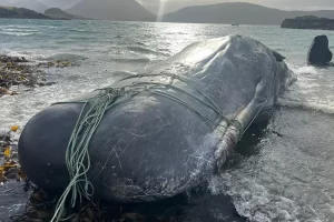 The sperm whale stranded on Raasay with ropes around its