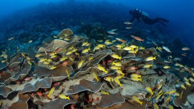 Türk sualtı fotoğrafçısı Bülent Şelli, Hint Okyanusu’nun derinliklerinde keşfettiği yeni