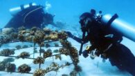 She is fundraising to resume the work as hundreds of corals await replanting on underwater tables. By Tiffany Duong Maria Sotek, a Polish freediver and frequent Maldives visitor, has relocated more than 1,100 corals threatened by the construction of a […]