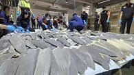 Some of the smuggled fins on display after the seizure (Photo: Thai Customs) A huge haul of 402 shark fins weighing in at 102 kilograms has been seized by Thai customs officials at Bangkok’s Suvarnabhumi International Airport. The seizure was […]