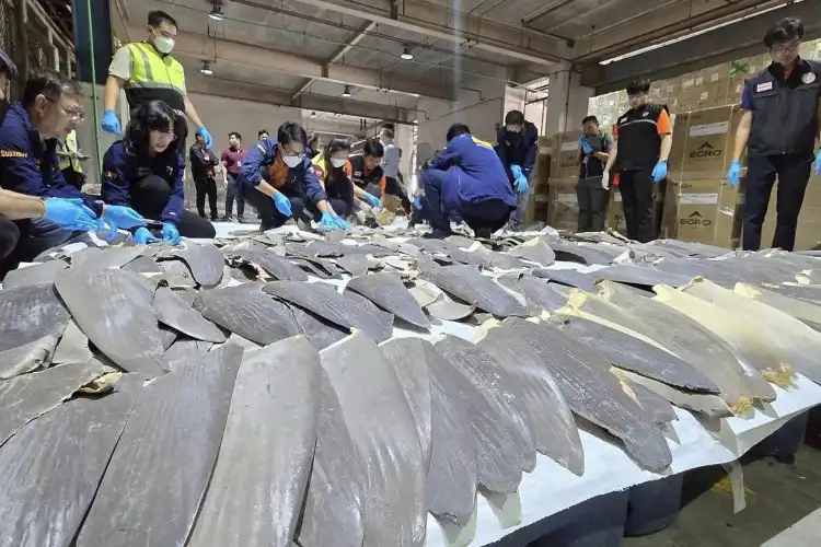 Some of the smuggled fins on display after the seizure