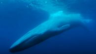 Bleecker Street has just released the trailer for their upcoming film, The Loneliest Whale: The Search for 52. The documentary seeks to find the mysterious whale whose strange song has captivated scientists and whale-lovers for decades. First heard in 1989, […]