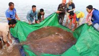 US scientists have suggested that unexplored deep pools in the Mekong River in an area of Stung Treng could potentially be home to significant populations of giant freshwater stingrays, one of the world’s largest freshwater fish species. This comes as […]