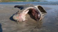 Ralph Riegel MARINE biologists are to conduct tests to try to solve the mystery over the death of two large basking sharks whose carcasses have washed up on Cork beaches over the weekend. The two sharks – which washed up […]