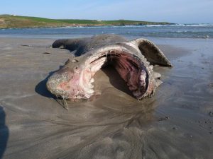 Ralph Riegel MARINE biologists are to conduct tests to try