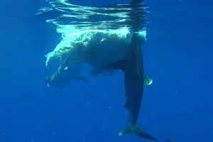 A new paper published in Frontiers in Fish Science has