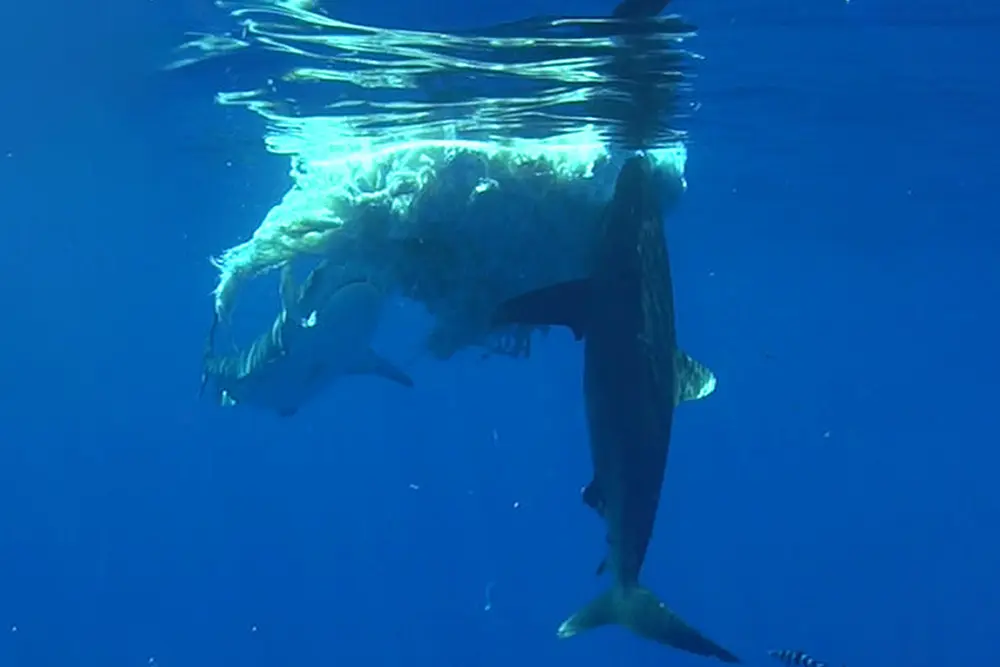 A new paper published in Frontiers in Fish Science has