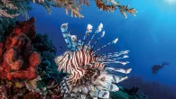 Lionfish are among our favourite venomous creatures (Photo: Jenny Stock) Jenny Stock ranks the venomous creatures that lurk underwater, and details the treatment if you’re unlucky enough to get stung. As a kid, I loved Top Trumps. My favourite one […]