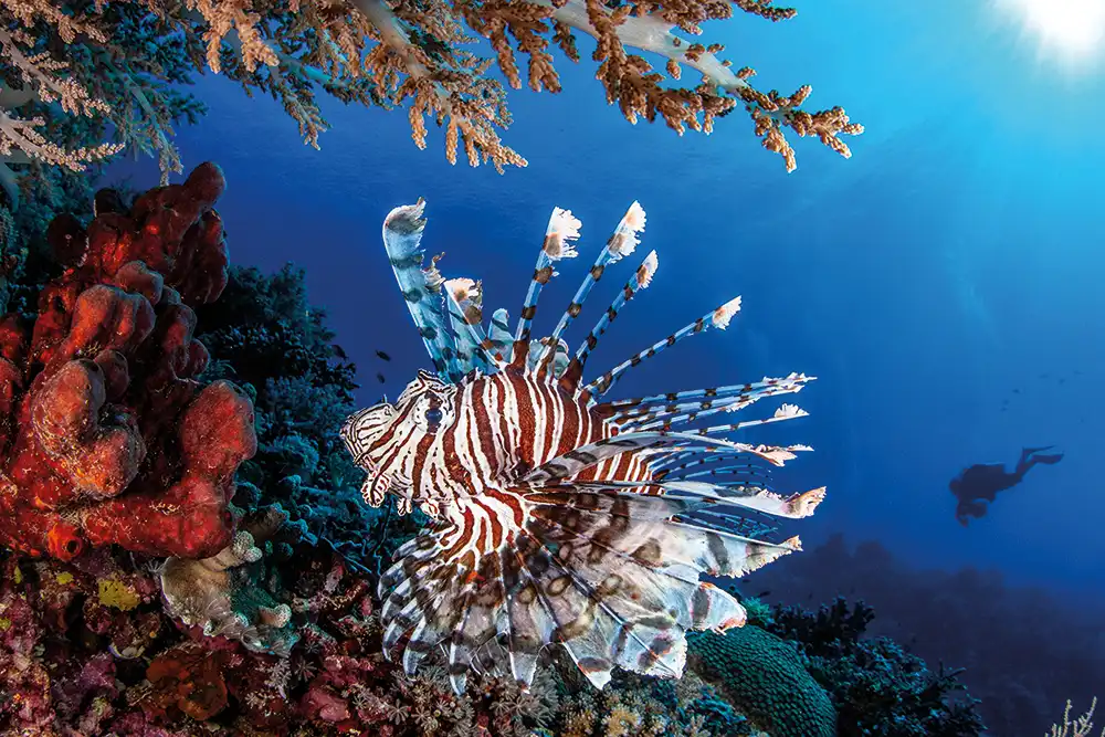 Lionfish are among our favourite venomous creatures (Photo: Jenny Stock)