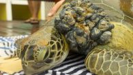 Despite more than a month of coordinated efforts to rescue Tenora, a juvenile green sea turtle, pollution-related issues made it difficult to save her. She presented with a large external tumor on her left shoulder, and CT scans and radiographs […]