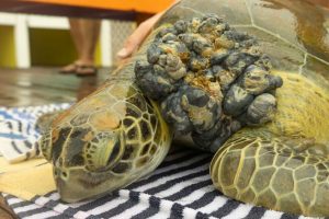 Despite more than a month of coordinated efforts to rescue