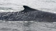Blue whales in Chile have been plagued with serious skin lesions, blister-like sores that can cover their whole bodies. Following a study that confirmed the presence of persistent organic pollutants in the bodies of blue whales in southern Chile, a […]