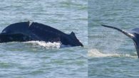 Boaters are being urged to take “extreme care” while out on the water right now as a humpback whale off of Point Grey appears to been injured by a vessel strike. The whale has a deep gouge on its back […]