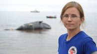 Tonya Wimmer, executive director of the Marine Animal Response Society, said much more needs to be done to reverse the alarming increase in deaths of the North Atlantic right whale. – File photo A report released on Wednesday confirms that […]