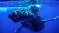 After at least nine collisions, the Hawaiian Islands Humpback Whale National Marine Sanctuary is asking boaters to navigate waters carefully in order to avoid running into the mammals, which can weight up to 40 tons. Most of the whales reported […]