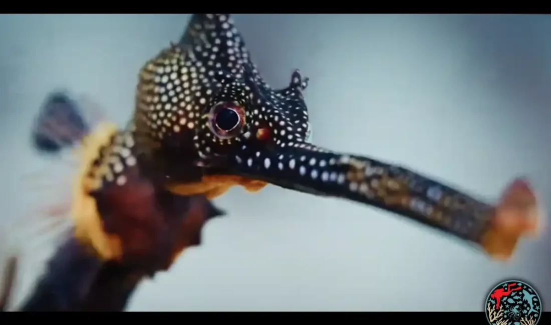 Deniz ejderhası hakkında çekilen kısa bir film, 2026 Underwater Awards