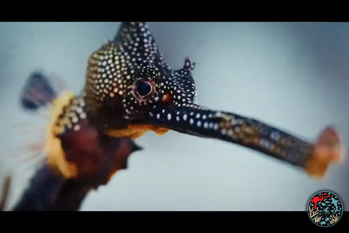 Deniz ejderhası filmi, Underwater Awards Australasia 2026 ödülünü kazandı