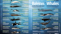 As spring awakens in the Northern Hemisphere, a powerful migration is underway – not just of boats returning north from winter sailing grounds in the Caribbean, but of whales traveling thousands of miles between tropical breeding grounds and cooler feeding […]