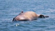 An increase in ocean mammal deaths in Cox’s Bazar in recent months has left wildlife and environment experts alarmed. Deaths of at least 200 marine mammals including dolphins, porpoise whale and whale have been reported in the maritime border of […]