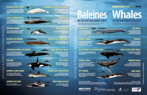 As spring awakens in the Northern Hemisphere, a powerful migration