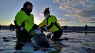By Vernon Ramesar A baby female pilot whale that was found stranded over the weekend at a beach east of Halifax didn’t survive, despite the best efforts of rescuers from a marine animal conservation group. Tonya Wimmer, the executive director […]