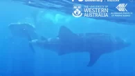 A female whale shark being chased by a larger male (Christine Barry Research/YouTube) Scientists in Australia have witnessed whale shark mating behaviour at Ningaloo Reef, in what is believed to be the first documented recording of ‘pre-copulatory’ biting. In a […]