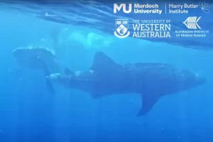 A female whale shark being chased by a larger male