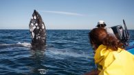 A spike in grey whale deaths has scientists pushing for action — before it’s too late. By Melissa Gaskill Isla Santo Domingo, one of several barrier islands between southern Baja California’s Magdalena Bay and the Pacific Ocean, is uninhabited. Except […]