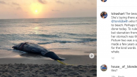 A 18,000-pound sperm whale stranded itself on the shores of a beach in St. Lucie County over the weekend, and later died. A crew with Florida Atlantic University’s Harbor Branch Oceanographic Institute monitored the mammal, which on Saturday was spotted […]