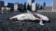 California sahilleri kıyıya vuran ölü balıklarla doldu. Toplu balık ölümlerine sudaki oksijeni tüketerek zehir üreten yosunların sebep olduğu belirtildi. ABD’nin batı yakasında bulunan California eyaletinin sahillerinde zehirlenmiş binlerce ölü balık kıyıya vurdu. California’nın özellikle San Francisco Bay isimli körfez bölgesinde, […]