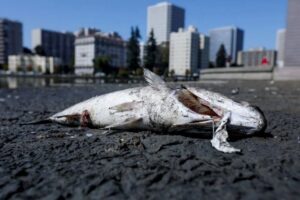 California sahilleri kıyıya vuran ölü balıklarla doldu. Toplu balık ölümlerine