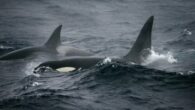 Moby Dick’in gerçek bir hikayeye dayandığı malum… Benzer bir olay şu günlerde Cebelitarık Boğazı’nda da yaşanıyor. Araştırmacılar, Gladis ismini verdikleri bir katil balinanın tabiri caizse ‘intikam peşinde olduğu’ ve genç balinalara teknelere saldırmayı öğrettiği kanaatinde. Amerikalı yazar Herman Melville, efsanevi […]