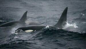 Moby Dick’in gerçek bir hikayeye dayandığı malum… Benzer bir olay
