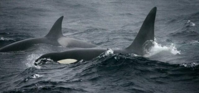 Moby Dick’in gerçek bir hikayeye dayandığı malum… Benzer bir olay şu günlerde Cebelitarık Boğazı’nda da yaşanıyor. Araştırmacılar, Gladis ismini verdikleri bir katil balinanın tabiri caizse ‘intikam peşinde olduğu’ ve genç balinalara teknelere saldırmayı öğrettiği kanaatinde. Amerikalı yazar Herman Melville, efsanevi […]