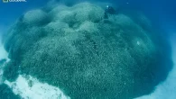A diver swims over the world’s largest coral in the Solomon Islands (Photo: Manu San Félix, National Geographic Pristine Seas) By Mark ‘Crowley’ Russell The world’s largest single coral colony so far recorded has been discovered in the Solomon Islands […]