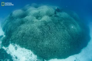 A diver swims over the world’s largest coral in the