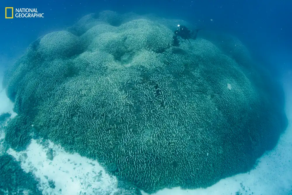 A diver swims over the world’s largest coral in the