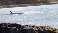 By Beth Murray An incredibly rare type of whale, which has only been sighted a handful of times in Scotland in the last 50-years, has been spotted in the Firth of Forth. This superb video of a Sei Whale was […]