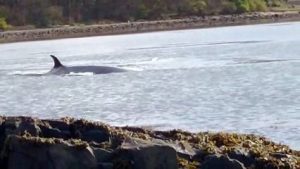 By Beth Murray An incredibly rare type of whale, which