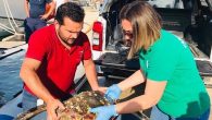Edirne’nin Enez ilçesinde devriye görevi ifa eden Enez Sahil Güvenlik Komutanlığı ekipleri, caretta caretta cinsi yaralı deniz kaplumbağası buldu. Yaralı kaplumbağa sahil güvenlik ekiplerince önce Doğa Koruma ve Milli Parklar (DKMP) Edirne ekibine ardından da bölge müdürlüğü ile protokolü bulunan […]